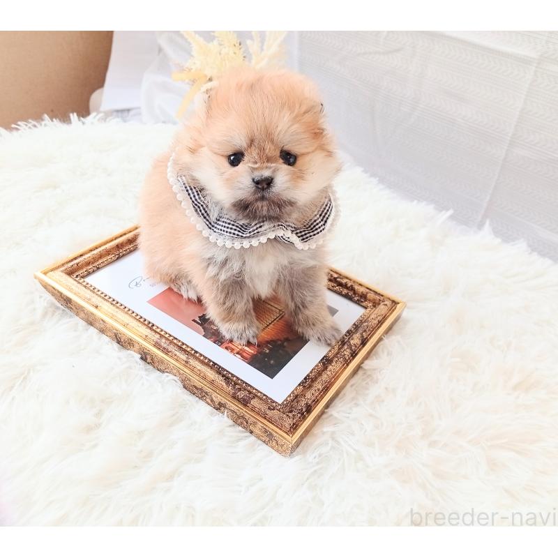 販売中の和歌山県のポメラニアン-432910の3枚目
