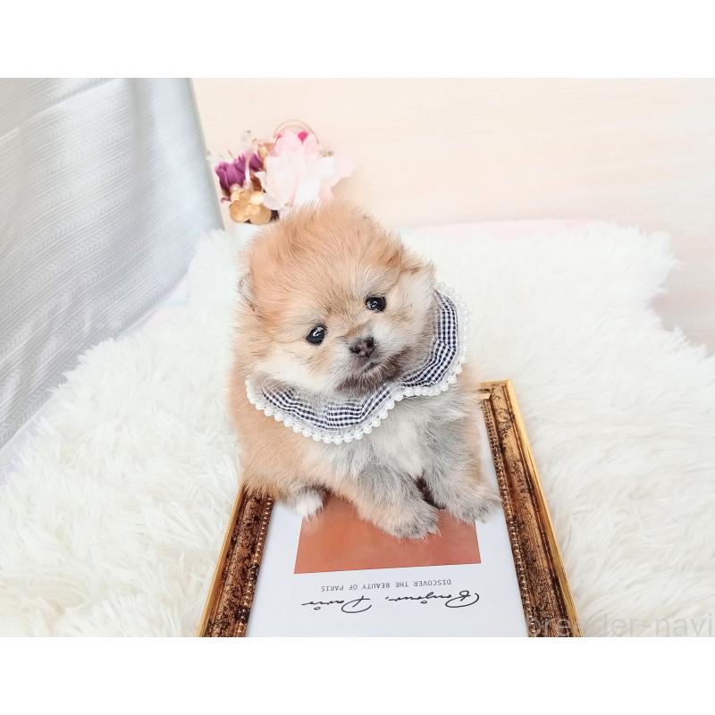 販売中の和歌山県のポメラニアン-432910の2枚目