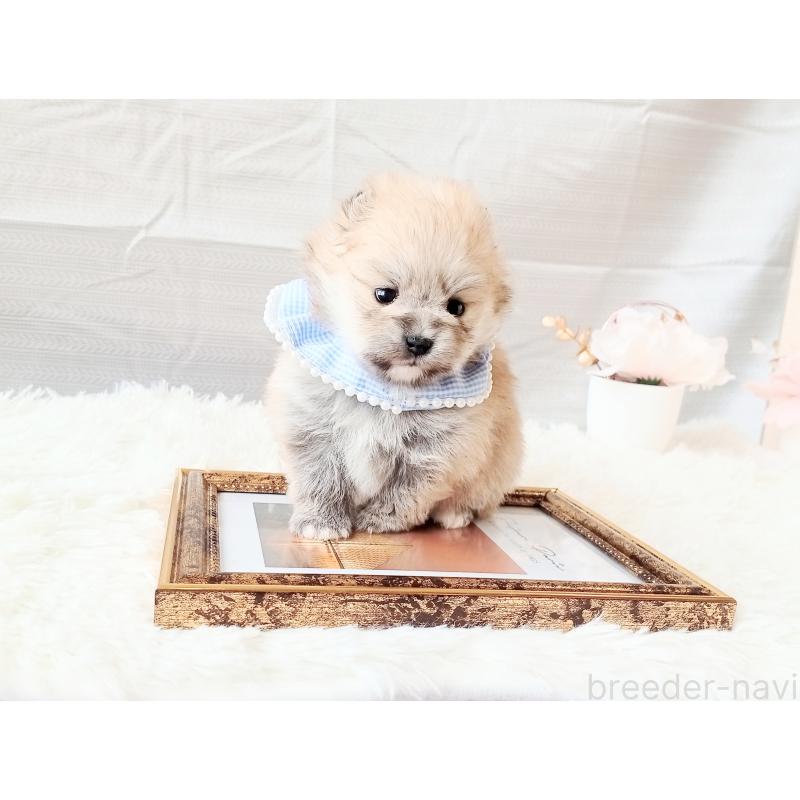 販売中の和歌山県のポメラニアン-432911の7枚目