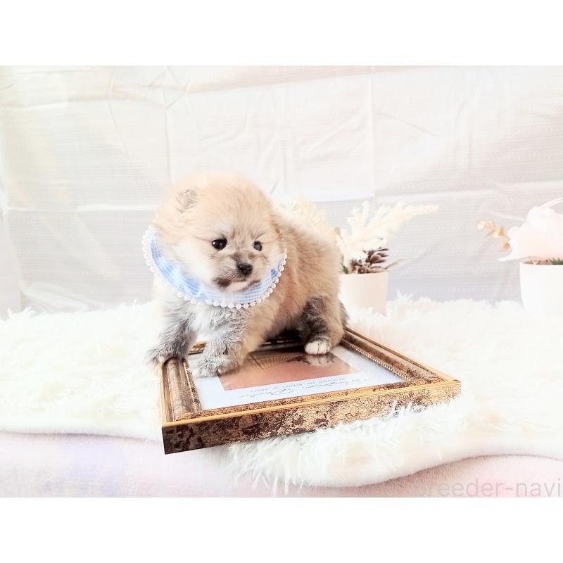 販売中の和歌山県のポメラニアン-432911の6枚目