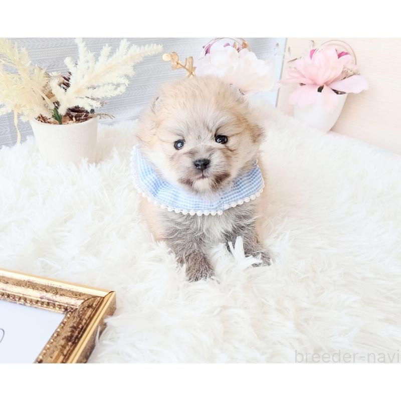 販売中の和歌山県のポメラニアン-432911の5枚目
