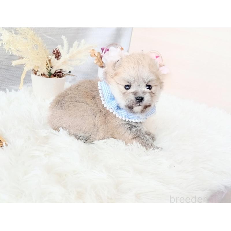 販売中の和歌山県のポメラニアン-432911の4枚目