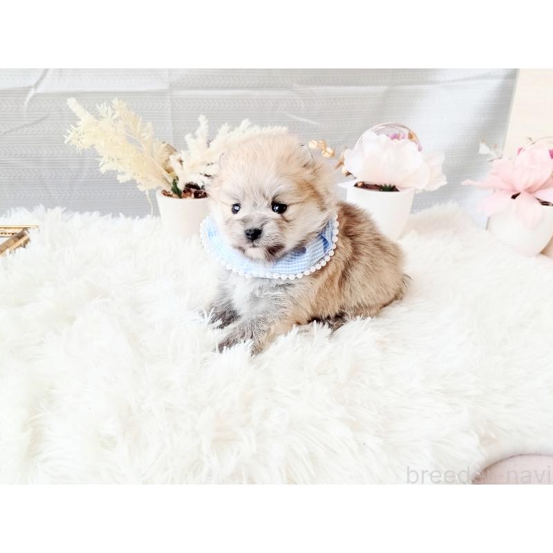 販売中の和歌山県のポメラニアン-432911の3枚目