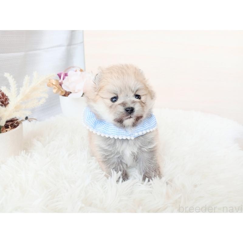 販売中の和歌山県のポメラニアン-432911の2枚目