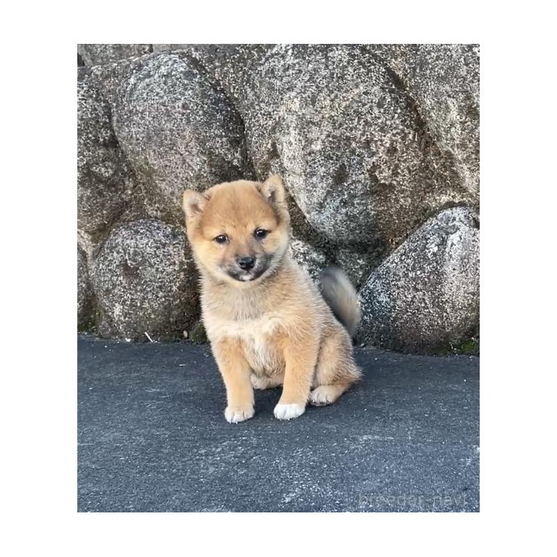 販売中の大分県の豆柴-426611