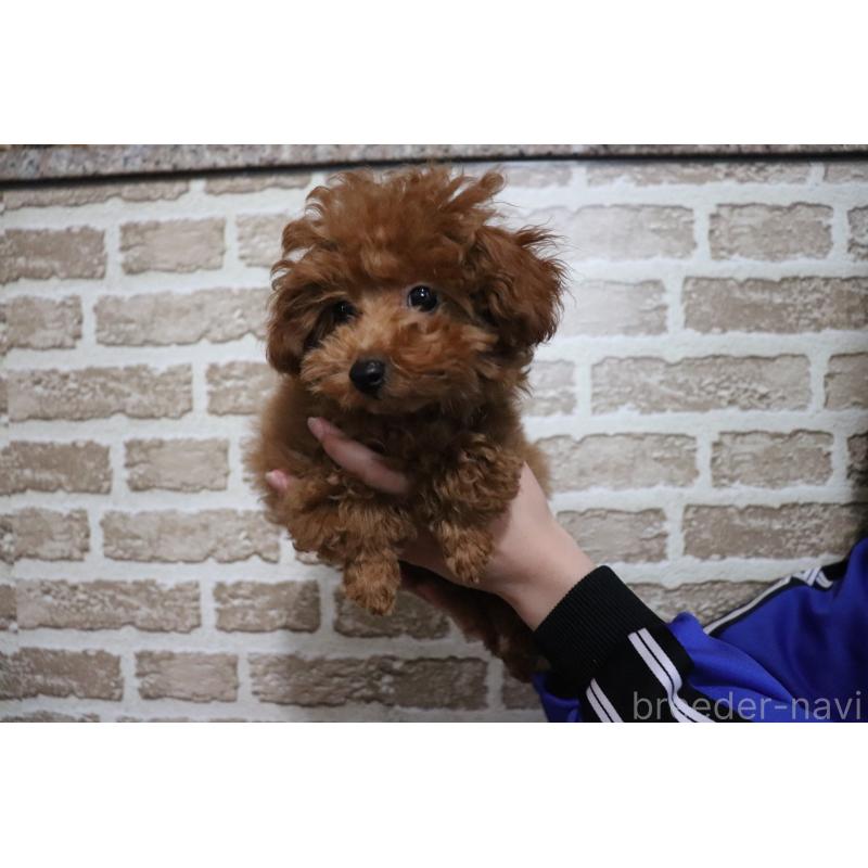 成約済の沖縄県のティーカッププードル-419711の2枚目