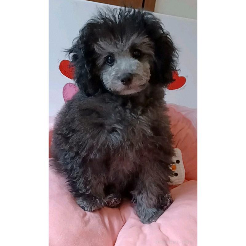 販売中の三重県のトイプードル-410266の6枚目