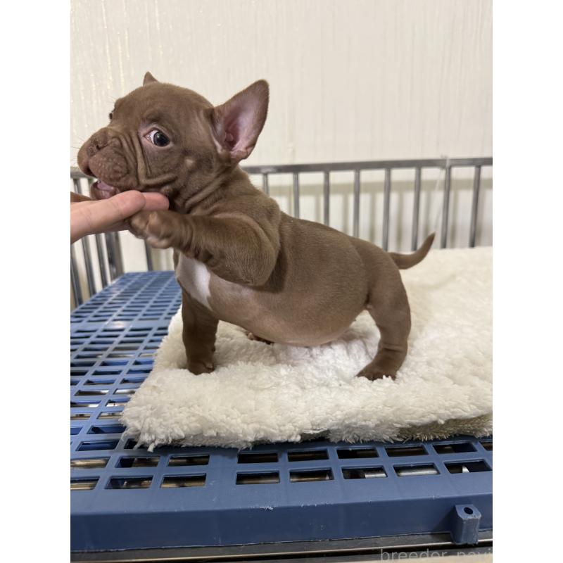 販売中の茨城県のエキゾチックブリー-432912の5枚目