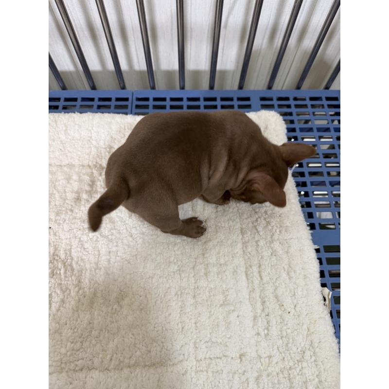 販売中の茨城県のエキゾチックブリー-432912の4枚目