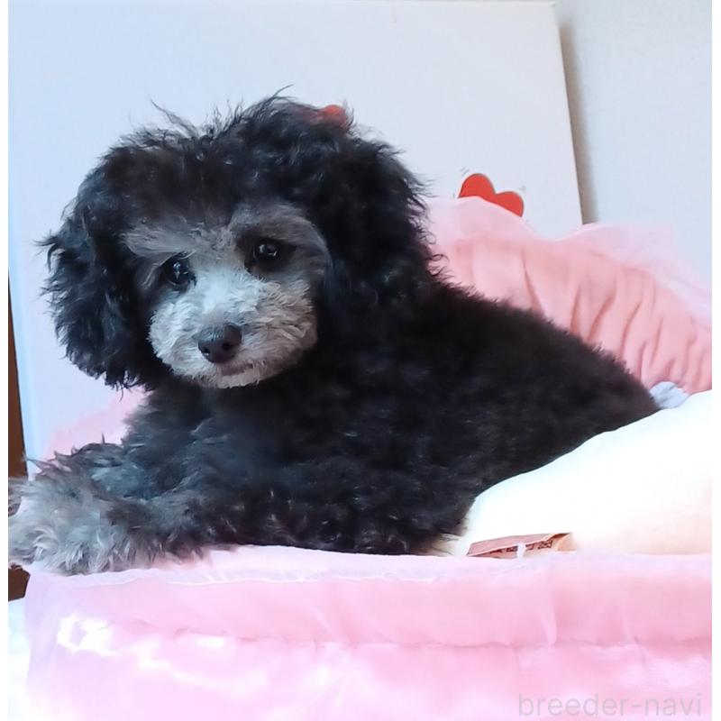 販売中の三重県のトイプードル-410266の5枚目