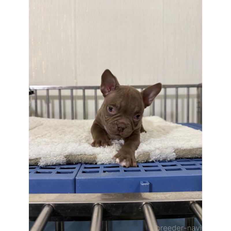 販売中の茨城県のエキゾチックブリー-432912の3枚目