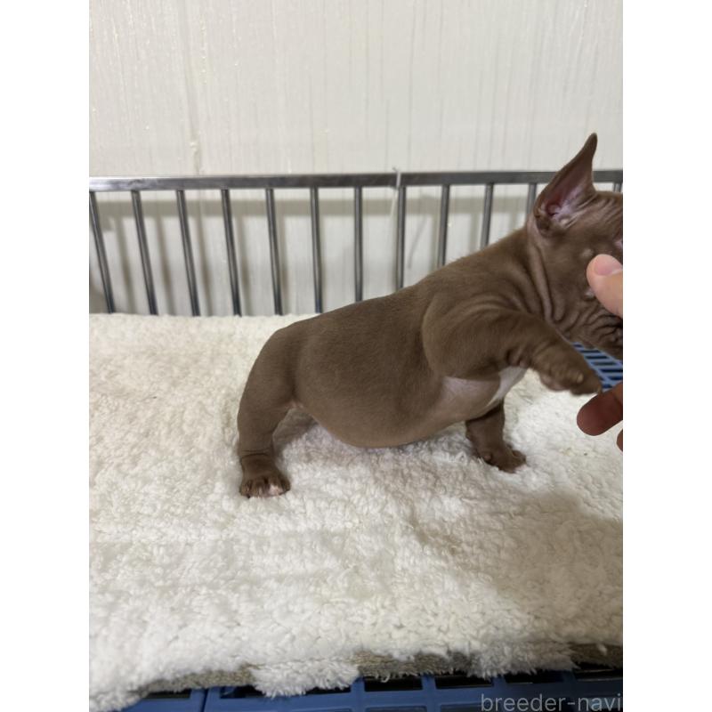 販売中の茨城県のエキゾチックブリー-432912の2枚目