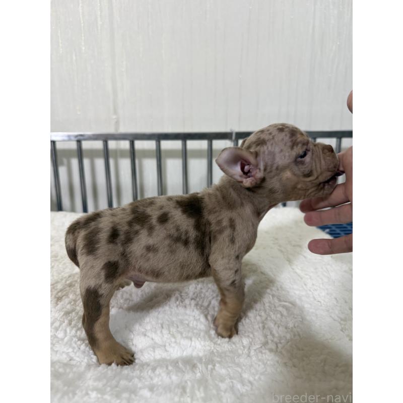 販売中の茨城県のエキゾチックブリー-432913の5枚目