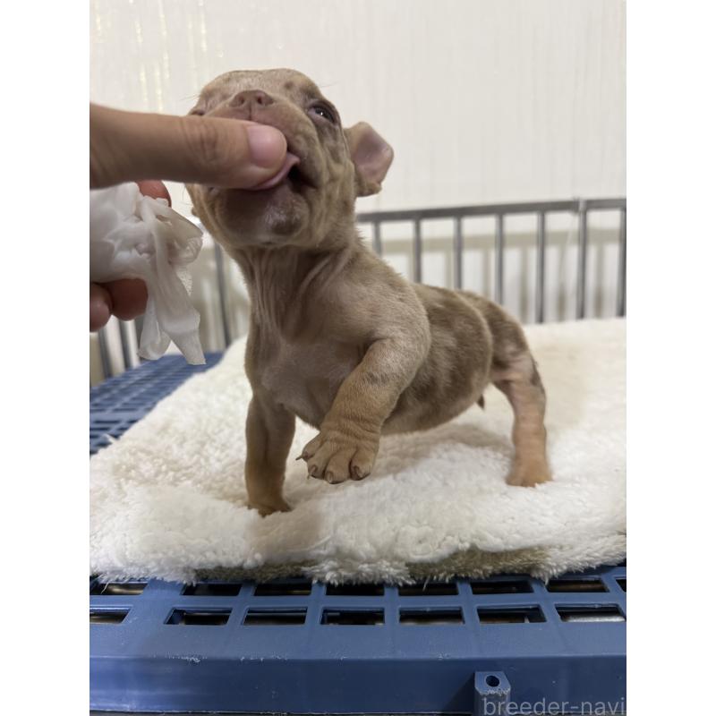 販売中の茨城県のエキゾチックブリー-432913の4枚目