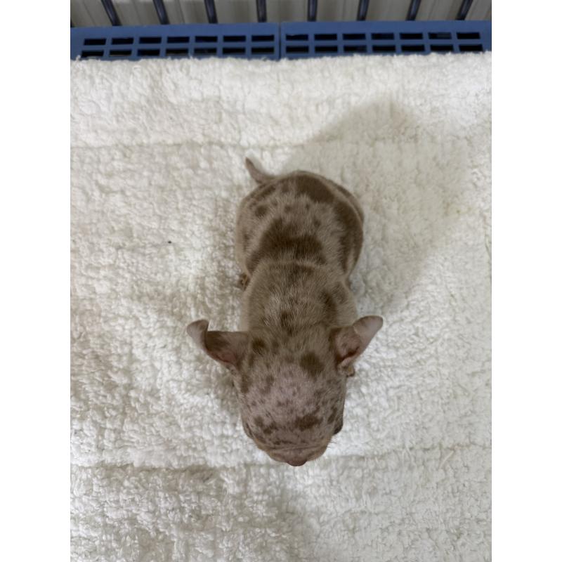 販売中の茨城県のエキゾチックブリー-432913の3枚目