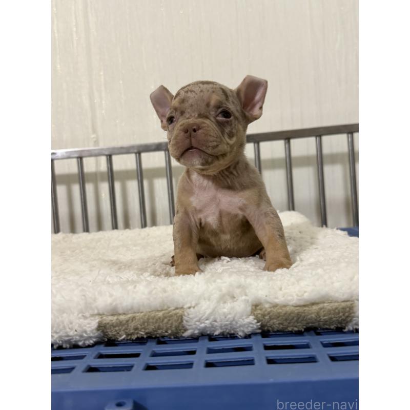 販売中の茨城県のエキゾチックブリー-432913の2枚目