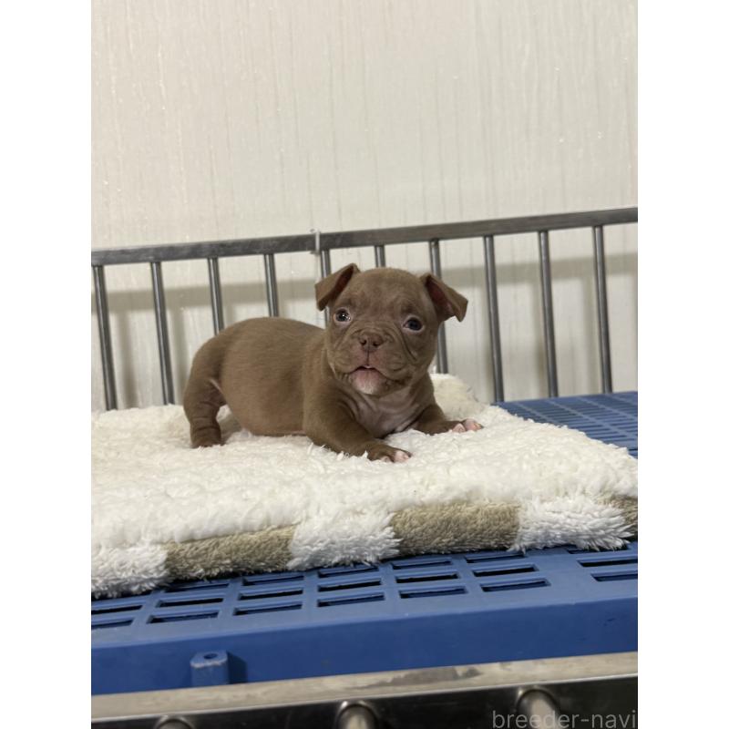 販売中の茨城県のエキゾチックブリー-432914の5枚目