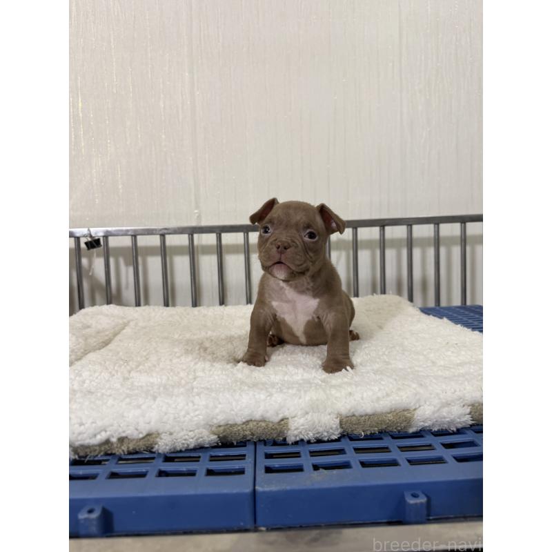 販売中の茨城県のエキゾチックブリー-432914の4枚目