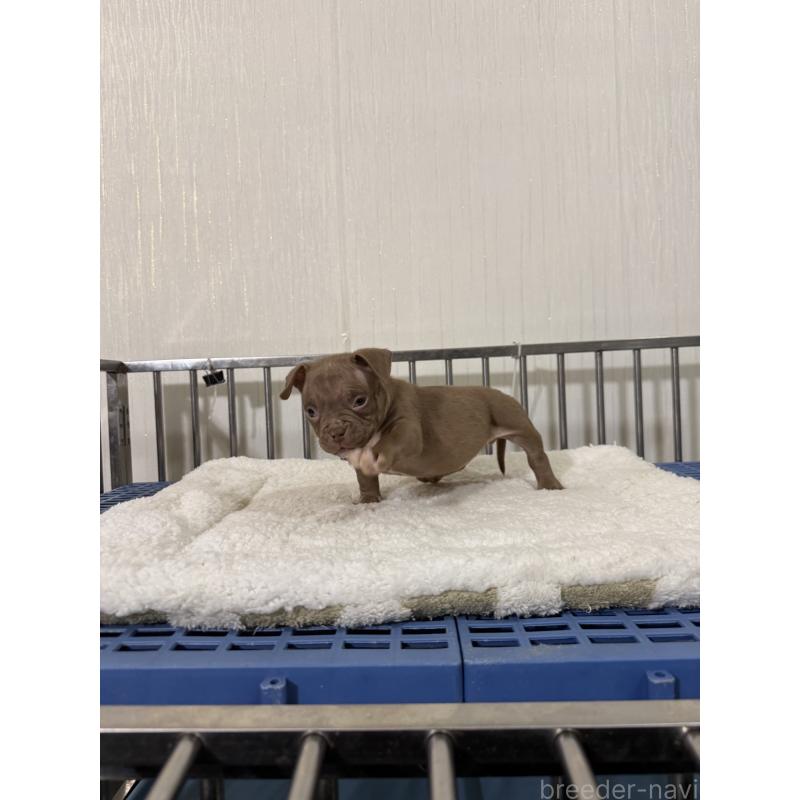 販売中の茨城県のエキゾチックブリー-432914の3枚目