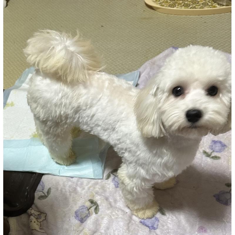 販売中の兵庫県のトイプードル-422627