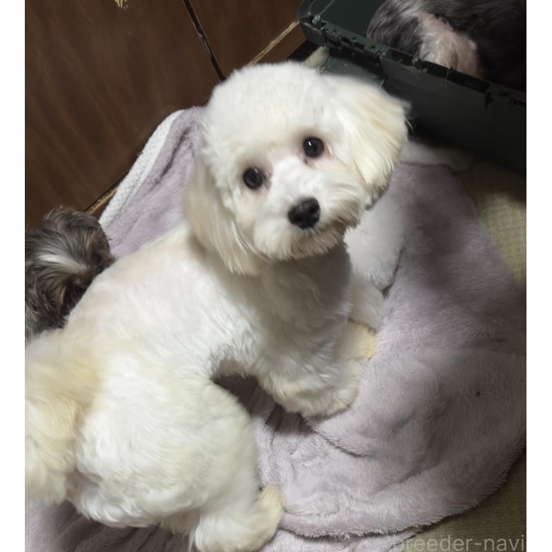 成約済の兵庫県のトイプードル-422627の2枚目