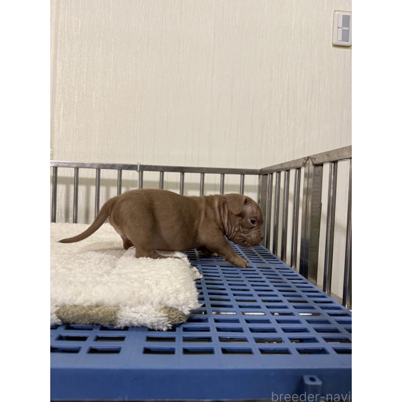 販売中の茨城県のエキゾチックブリー-432914の2枚目