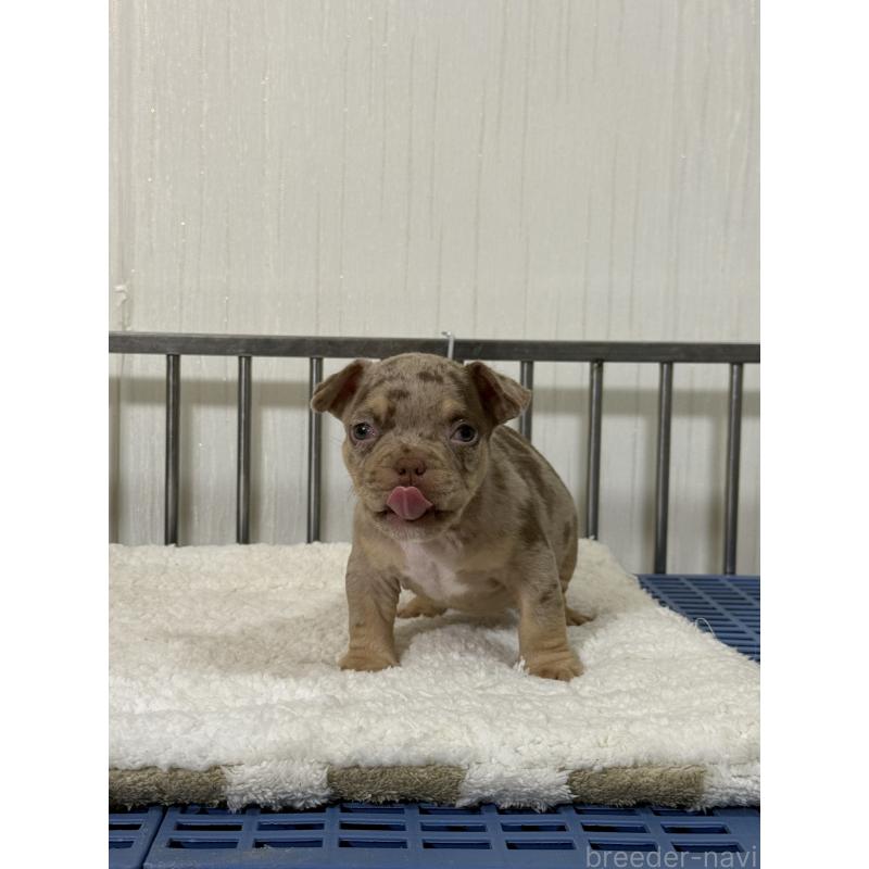 販売中の茨城県のエキゾチックブリー-432916の5枚目