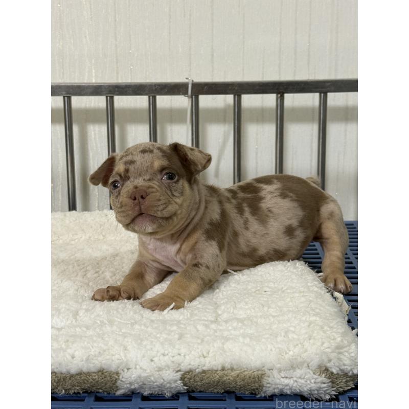 販売中の茨城県のエキゾチックブリー-432916の4枚目