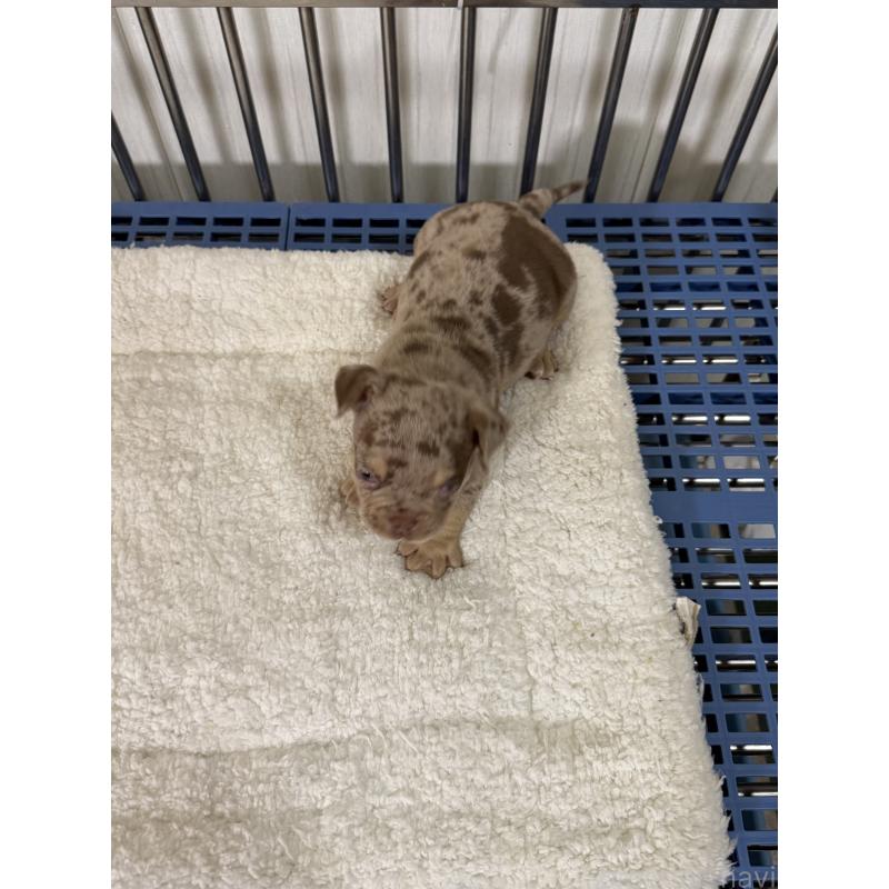 販売中の茨城県のエキゾチックブリー-432916の3枚目