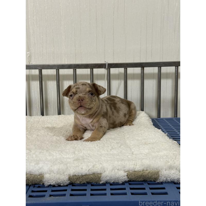 販売中の茨城県のエキゾチックブリー-432916の2枚目