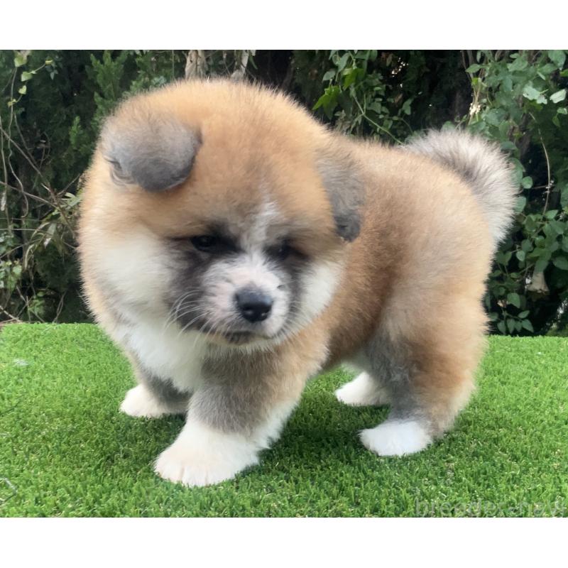 販売中の岐阜県の秋田犬-432919の9枚目