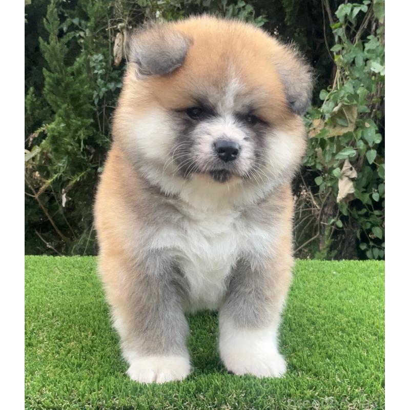 販売中の岐阜県の秋田犬-432919の8枚目