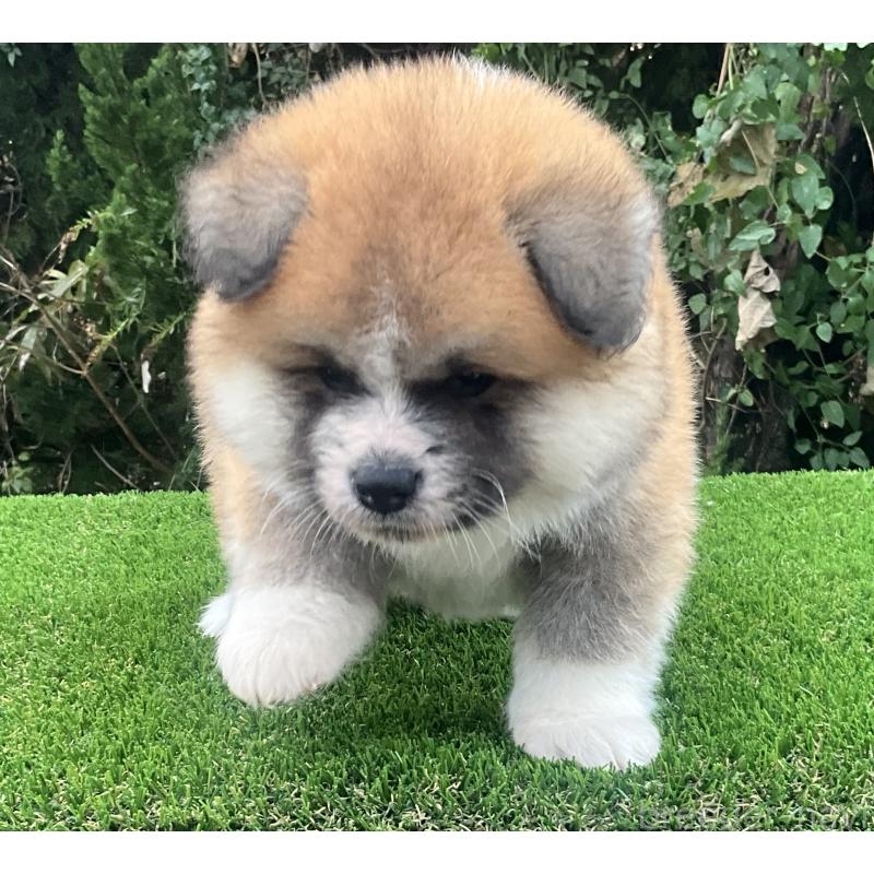 販売中の岐阜県の秋田犬-432919の7枚目