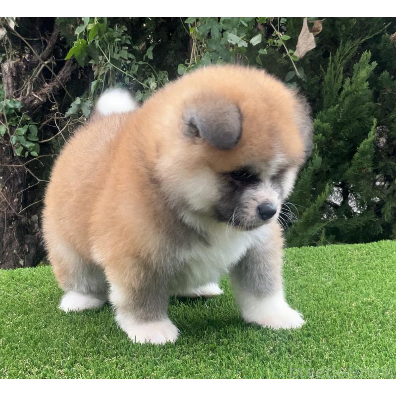 販売中の岐阜県の秋田犬-432919の6枚目