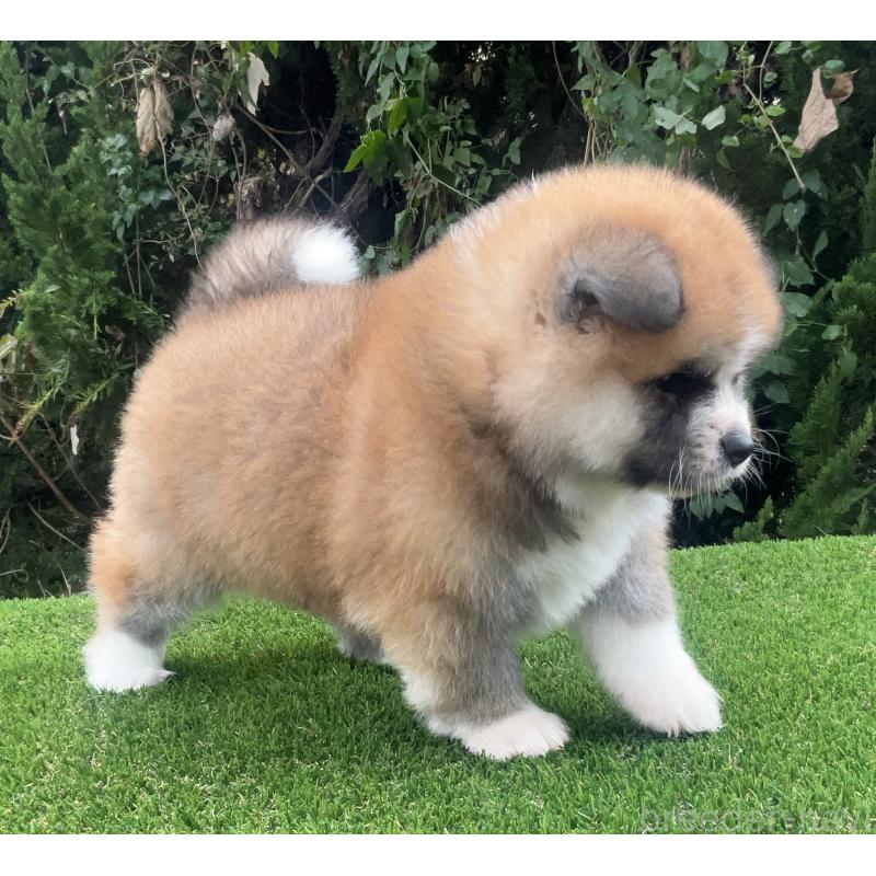 販売中の岐阜県の秋田犬-432919の5枚目