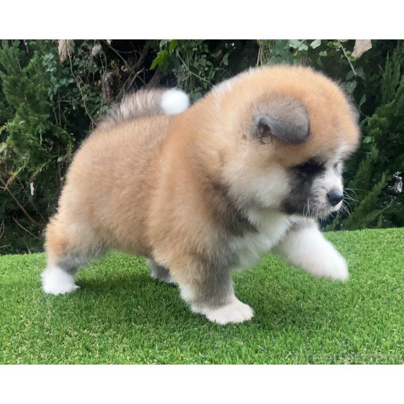 販売中の岐阜県の秋田犬-432919の4枚目