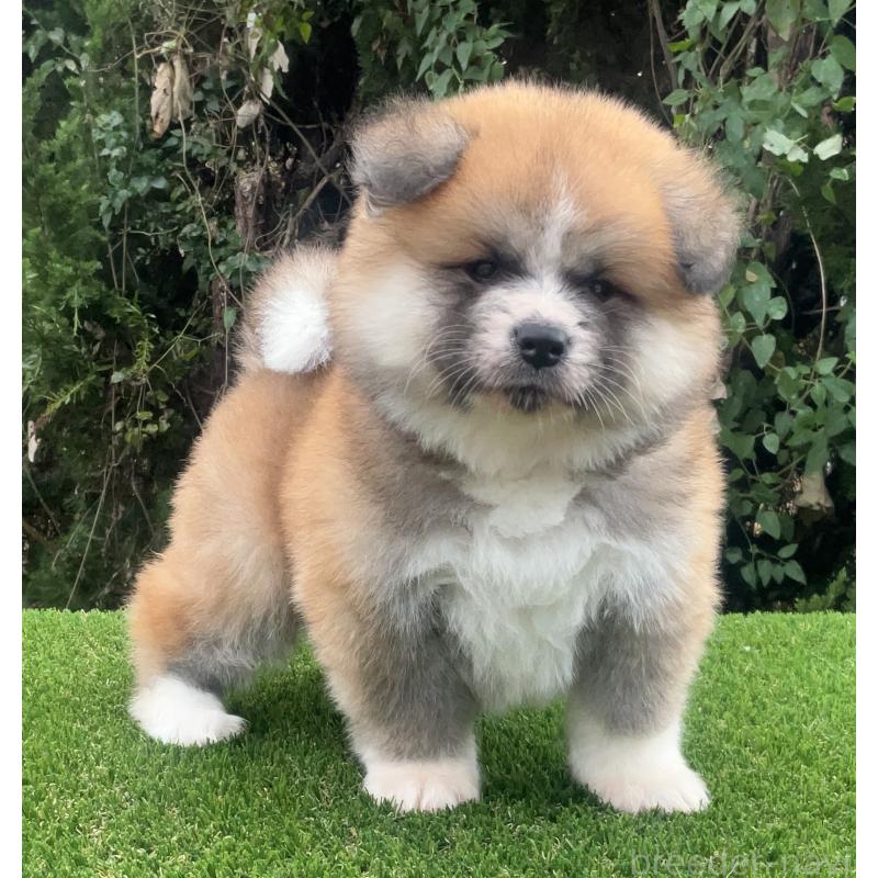 販売中の岐阜県の秋田犬-432919の3枚目