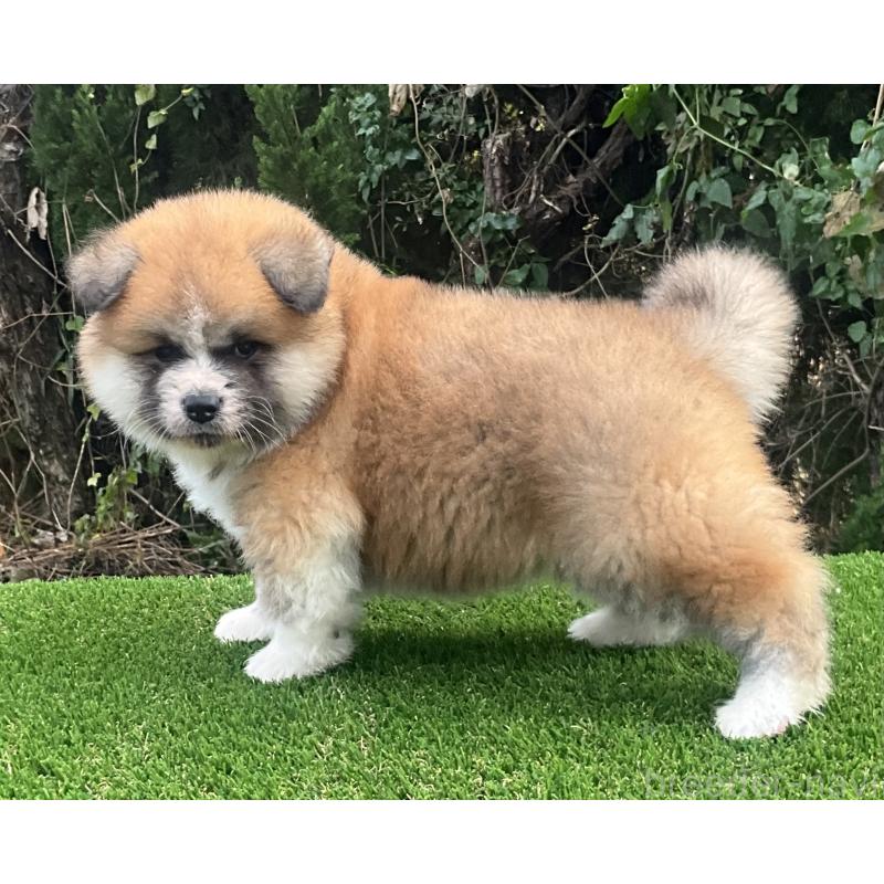 販売中の岐阜県の秋田犬-432919の2枚目