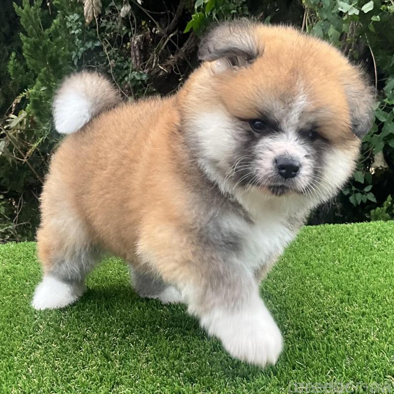 販売中の岐阜県の秋田犬-432919の1枚目