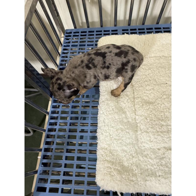 販売中の茨城県のエキゾチックブリー-432917の5枚目