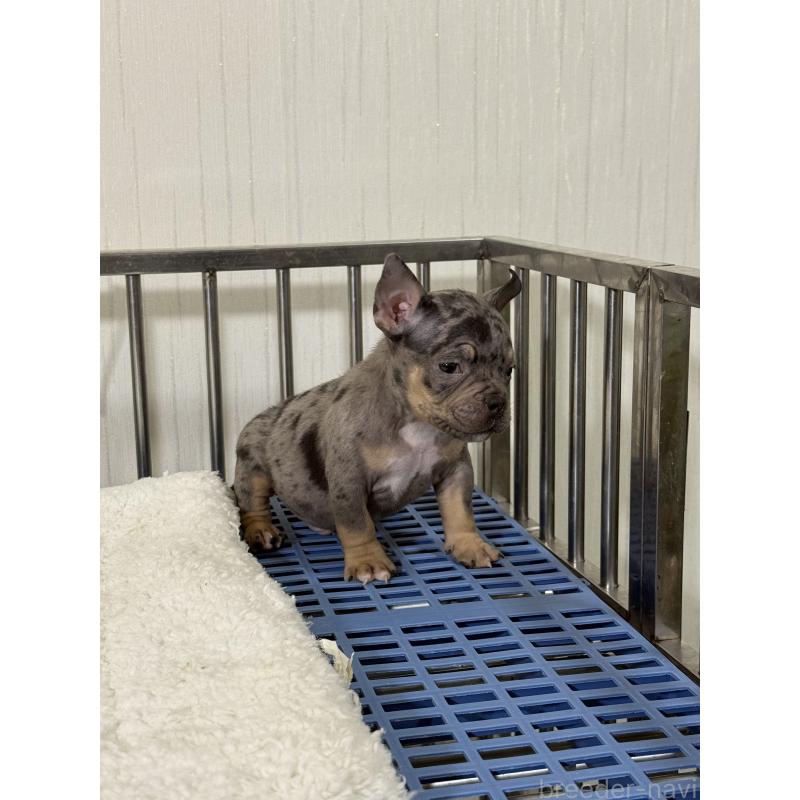 販売中の茨城県のエキゾチックブリー-432917の3枚目