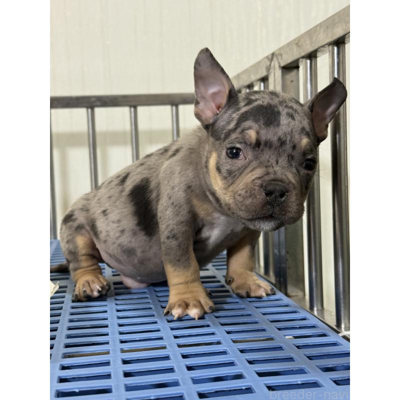 販売中の茨城県のエキゾチックブリー-432917の2枚目