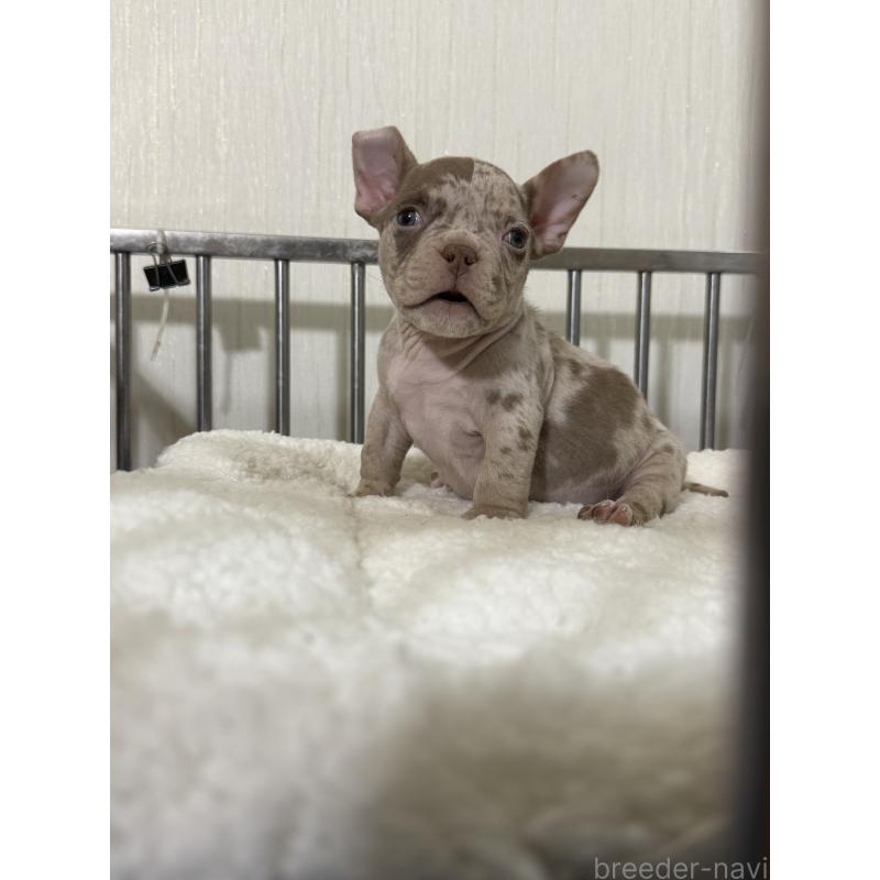 販売中の茨城県のエキゾチックブリー-432918の5枚目