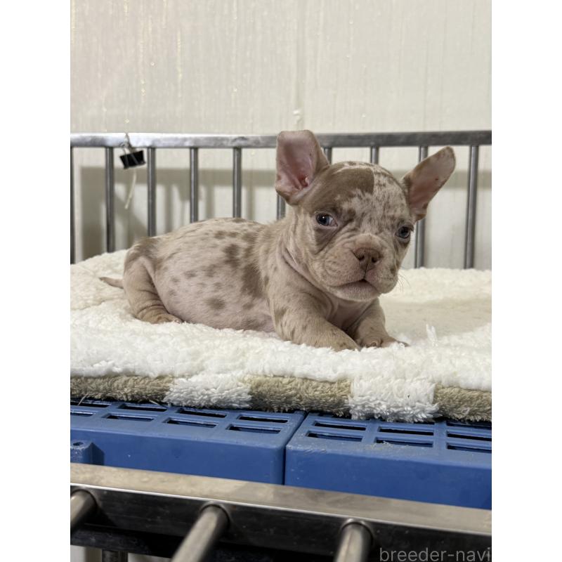 販売中の茨城県のエキゾチックブリー-432918の4枚目