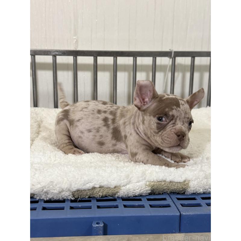 販売中の茨城県のエキゾチックブリー-432918の3枚目