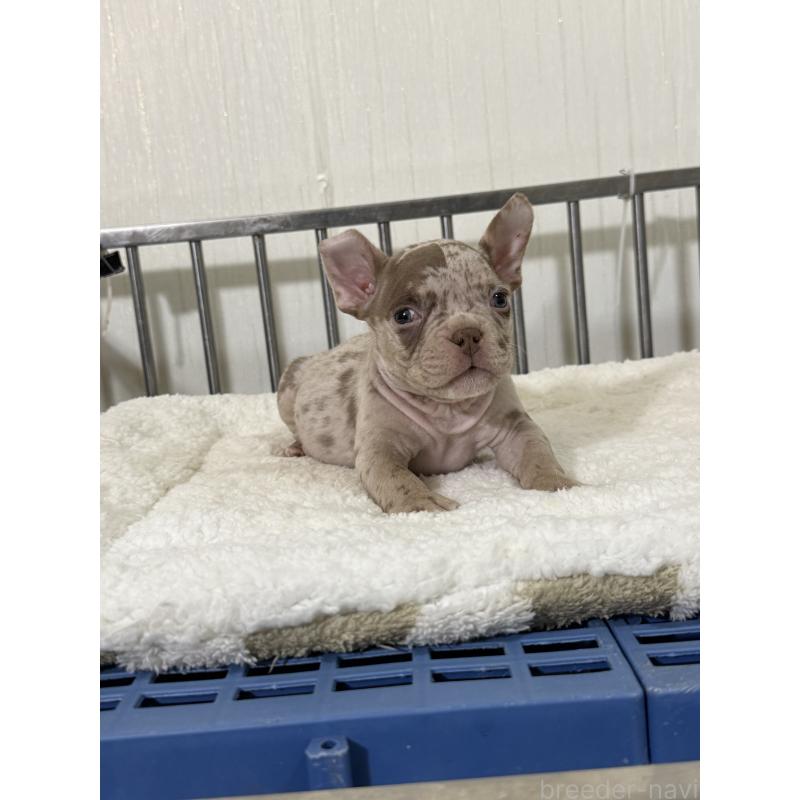 販売中の茨城県のエキゾチックブリー-432918の2枚目