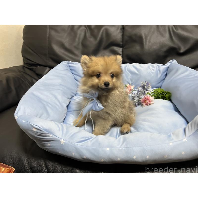 販売中の栃木県のポメラニアン-427146