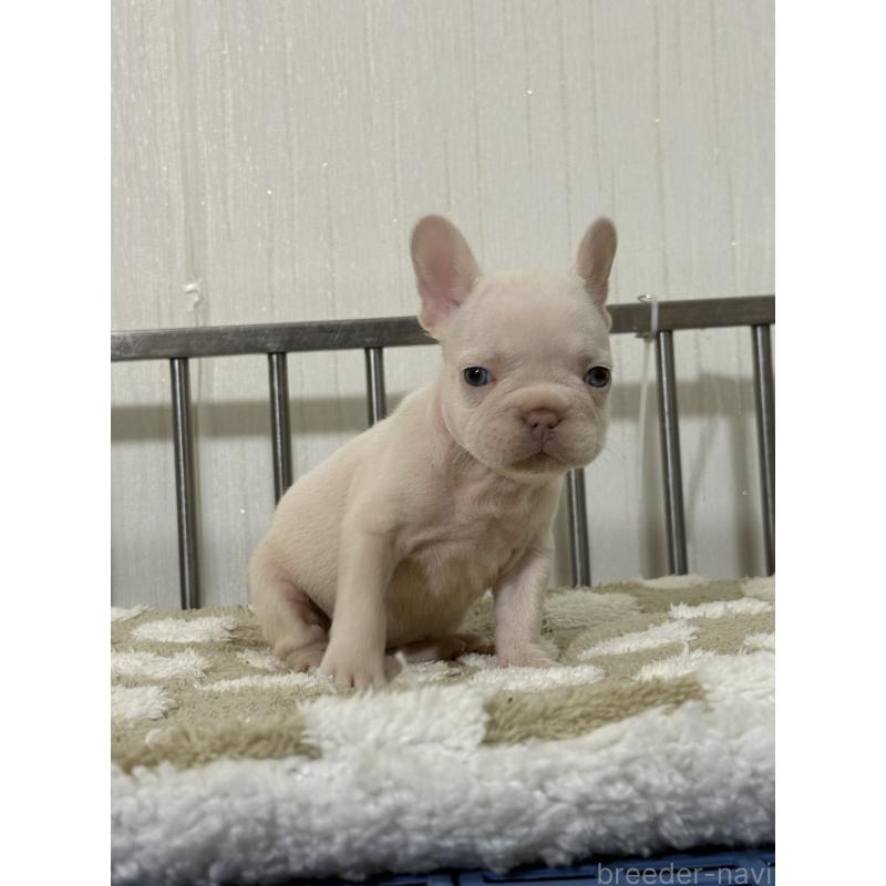 販売中の茨城県のフレンチブルドッグ-432920の5枚目