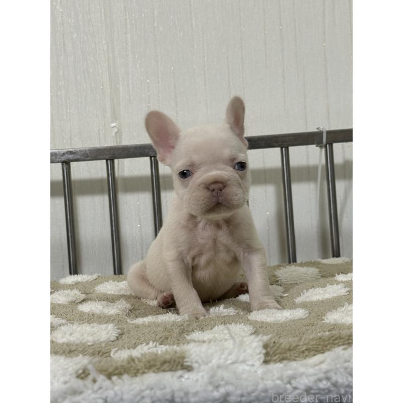 販売中の茨城県のフレンチブルドッグ-432920の4枚目