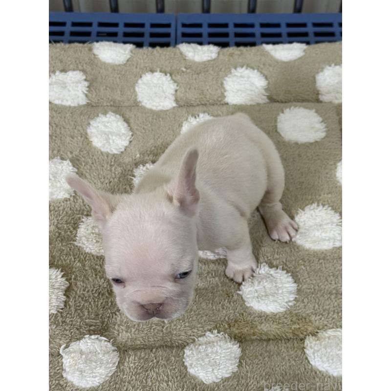 販売中の茨城県のフレンチブルドッグ-432920の3枚目